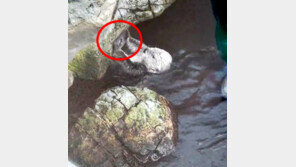 “아이폰 싫어?”…관객 폰 주운 수달, 바위에 ‘쾅쾅’  (영상)