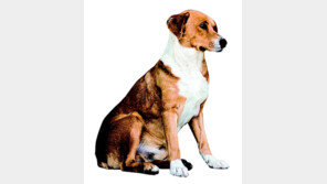 허가 받지않고 반려동물 팔면 최대 징역 2년 