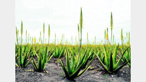 글로벌 경쟁력을 인정받은 알로에