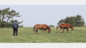 제주 ‘말고기 판매’ 식당 절반 이상이 경주마 사용