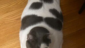 ‘몸무게 18kg’ 뚱냥이…‘페북 스타’ 된 사연