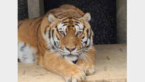 청주동물원에서 태어나고 자란 ‘호붐이’…16년 사랑받다 하늘로