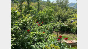 부산 텃밭에 양귀비 120주 키우던 70대…인근 지나던 외국인에 ‘딱 걸려’