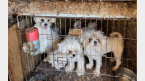 이번엔 진안…‘개 100마리 불법 번식장’ 운영자 적발