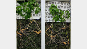 “심봤다”…거창 덕유산서 천종산삼 8뿌리, 감정가 1억2000만원