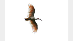 멸종위기 따오기 30마리, 자연으로…2019 이후 270마리