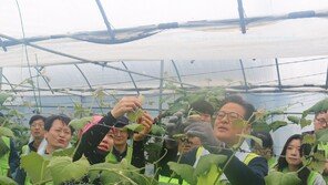 농협 IT사랑봉사단, 노사 함께 영농철 농촌일손돕기 나서