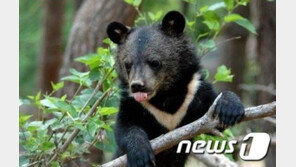 떠돌이 반달가슴곰 ‘오삼이’ 충북 영동에 또 출현