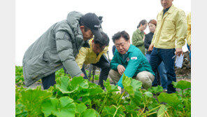 “수확 앞뒀는데”…강풍·폭우에 제주 보리 400㏊ ‘폭삭’