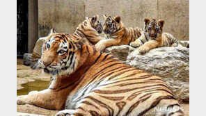 멸종위기 1급 서울대공원 시베리아 호랑이, 전염병으로 폐사
