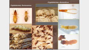 강남 한복판서 외래종 흰개미 출현?…환경부 “조사 중”