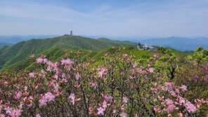 “소백산에 철쭉꽃이 피었습니다”