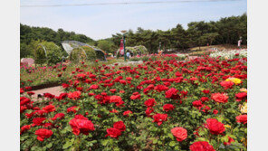 매혹적인 향 가득한 ‘울산 장미축제’ 24일 개막