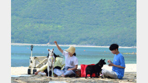 “거제 명사해수욕장서 반려견과 물놀이 즐기세요”