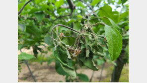 충주서 과수화상병 2곳 추가…충북 누적 10건 2.6㏊ 피해