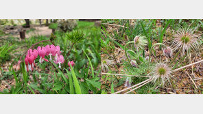 지리산에 금낭화·할미꽃·은대난초 등 야생화 개화