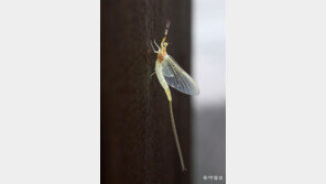 “불만 켜면 몰려와요”… 초여름밤 ‘팅커벨의 습격’ 