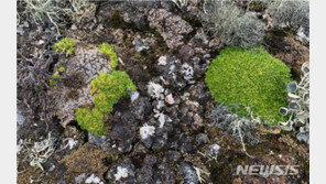 극지硏, 남극서 꽃 피우는 식물 곰팡이 감염 세계 최초 확인
