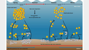 “봄철 유행 마비성 패류독소, 여름·겨울철에도 조심해야”