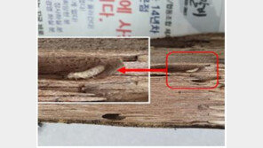 서울 강남구 주택 외래 흰개미, 주변 확산 흔적 없어