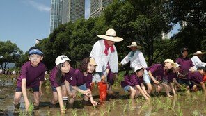 강남에서 전통 모내기 체험을…[청계천 옆 사진관]