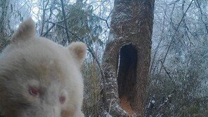 “눈, 귀 모두 흰색”…中 백색증 판다 4년만에 근황 공개