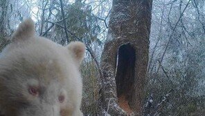 中 세계유일 ‘화이트 판다’ 화제…쓰촨성 당국 영상 공개