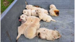 “‘낑낑’소리에”…불길 속 ‘12마리 강아지 가족’ 구한 소방관