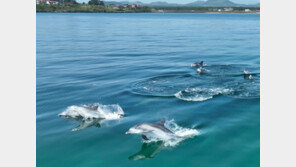 제주 남방큰돌고래 ‘생태법인’ 논의 공론화 절차 밟는다