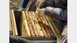 충북도, 양봉농가에 25억 지원… 꿀벌 집단폐사 시름 덜어준다