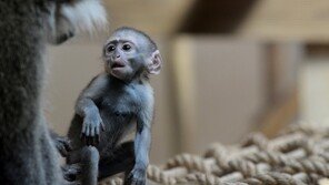 “새끼 원숭이 가학적 고문해 희열…전세계 조직망 있다”