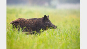 “멧돼지로 착각” 동료 오인 사격해 숨지게 한 엽사, 2심도 금고형 