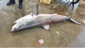 속초 해상에서 195cm ‘식인상어’ 출몰…백상아리, 죽은채 발견