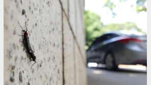 ‘러브버그’ 올해는 서울 전역서 출몰… 자치구 민원 급증 