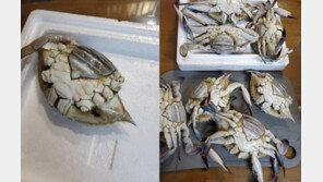 ‘큰절 사죄했지만’…소래포구 다리없는 꽃게 논란 여전