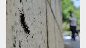 러브버그는 어쩌다 서울 전역으로 퍼졌나…전문가가 제시한 3가지 가설