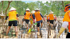 韓기업, 맹그로브 70만그루 심자… 베트남 주민들 “숲도 삶도 복원”