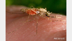 CDC “美 텍사스·플로리다주에서 20년 만에 말라리아 발생”