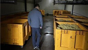 외국산 콩나물 국내산으로 둔갑시켜 9억원어치 유통…생산업자 송치