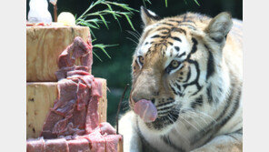 두번째 생일 맞은 한국호랑이…생일상은 고기 케이크