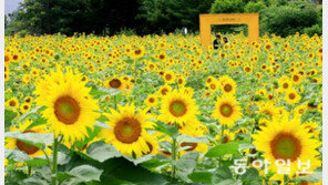장마 속 피어난 해바라기… 오늘부터 다시 비