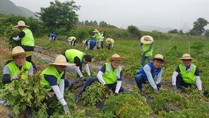 농협중앙회, 한진과 파주시 찾아가 농촌일손돕기 진행