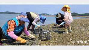 재미있는 바지락 채취 체험 