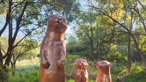 수달 보금자리 조성해 생물 다양성 지킨다