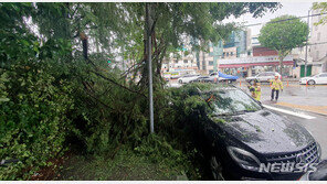 장맛비 광주서 가로수가 주차차량 2대 덮쳐…낙뢰 추정