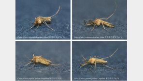 전북서 올해 첫 ‘작은빨간집모기’ 발견…지난해보다 3주가량 빨라
