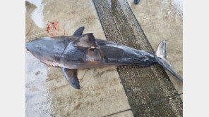 강원도 양양 수상항 근해서 상어 발견…해경 안전관리 강화