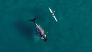 카약 밑에 혹등고래가…눈치도 못 채고 있었다