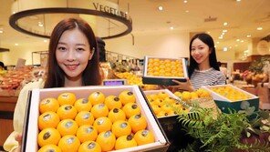당도 높은 ‘제주 유라조생 감귤’ 판매 