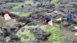 한 달 만에 또 떼죽음…10년 만에 제주 나타난 정어리떼 왜?
